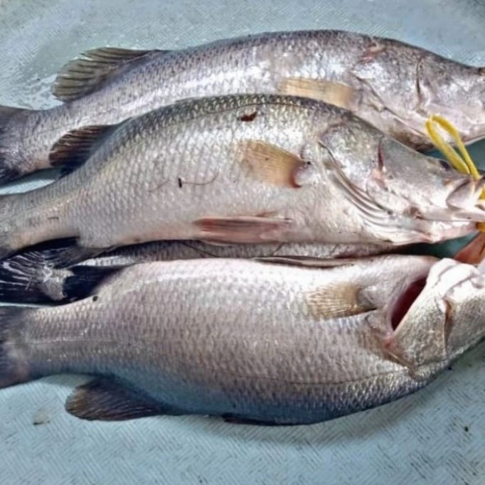 

Ikan Kakap Putih Segar Fresh - 1Kg