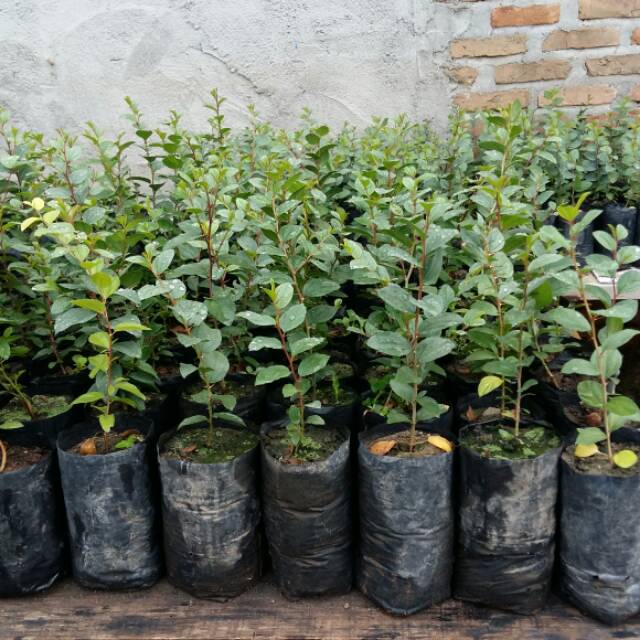 Pohon bidara arab/ bibit bidara