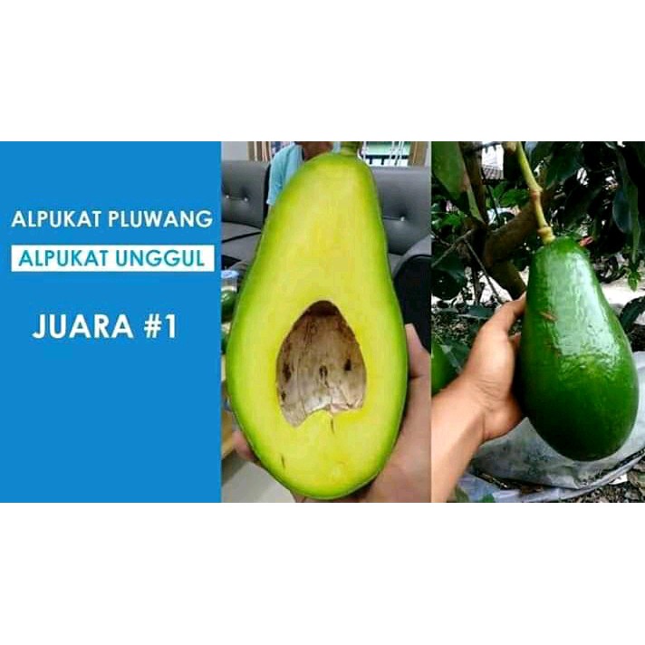 BIBIT ALPUKAT PLUWANG