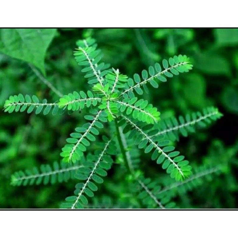 

100 Gram Herbal MENIRAN/Godong Meniran