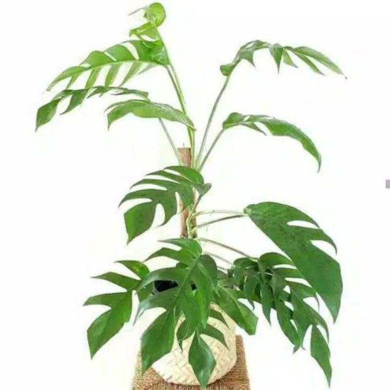 monstera ekor naga jumbo tinggi 80/100cm