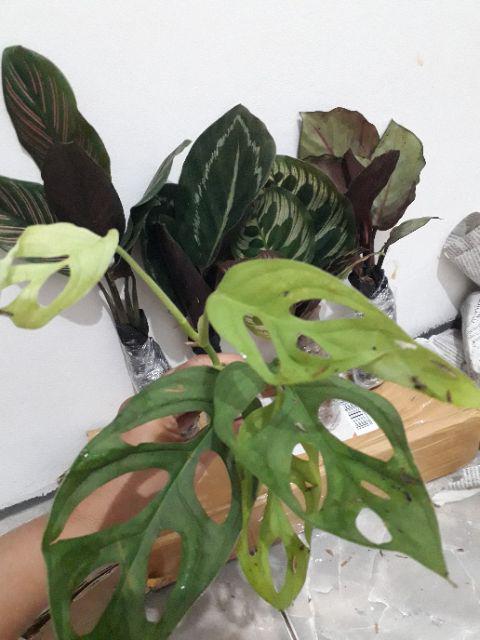 Tanaman Hias Spesial Paket Calathea - Kalatea Silverplat,gr.lipstik,ornata,makoyana