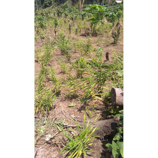 

Jahe merah 1 kg