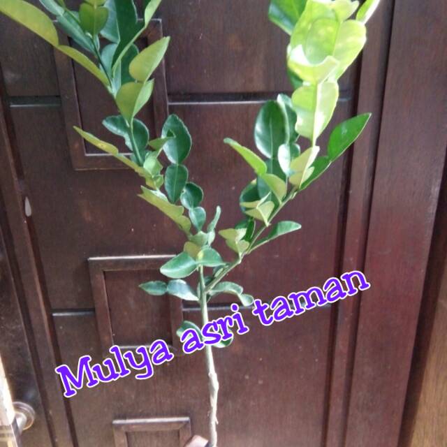 Tanaman jeruk purut, pohon jeruk purut