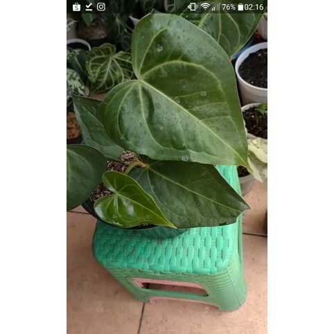 Tanaman Hias Anthurium Pterodactyl Hybrid