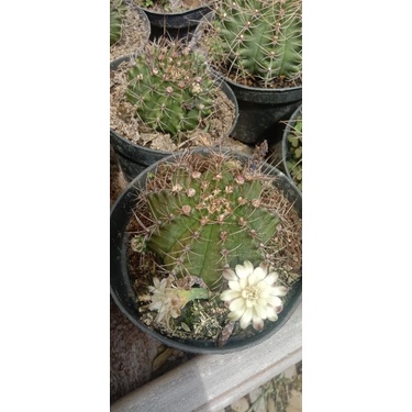 kaktus gymno murah/kaktus ownroot/kaktus pasaman