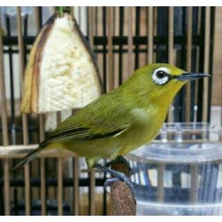 Burung Pleci Dakun Garut Boom Sale Shopee Indonesia