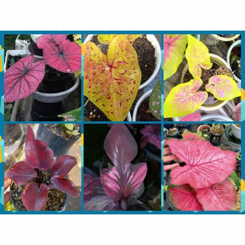 paket 6 bonggol caladium// keladi hias // keladi murah