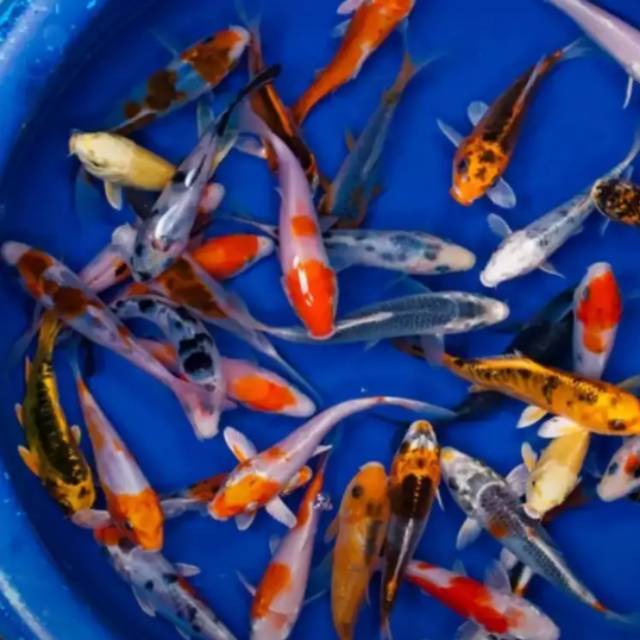 Ikan Koi Grade A 10-11cm