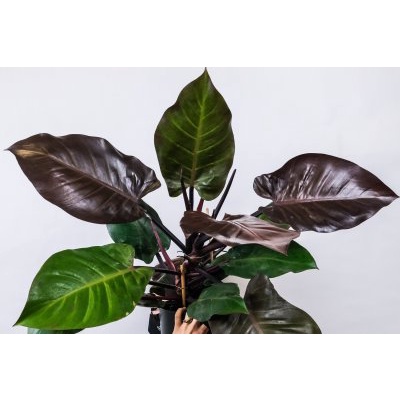 Asli bibit philodendron imperial RED CARDINAL