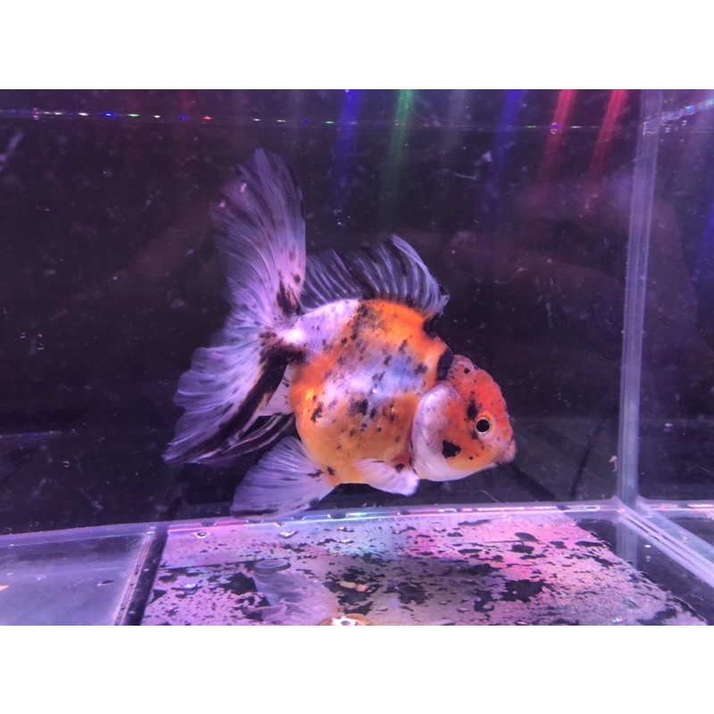 Ikan Mas Koki Oranda Calico Thailand