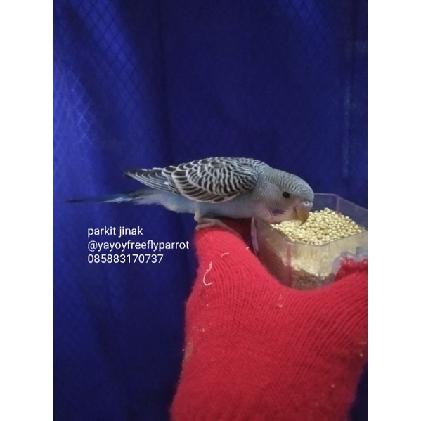 parkit jinak normal blue