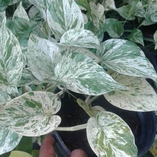 

Pohon sri gadung paligata