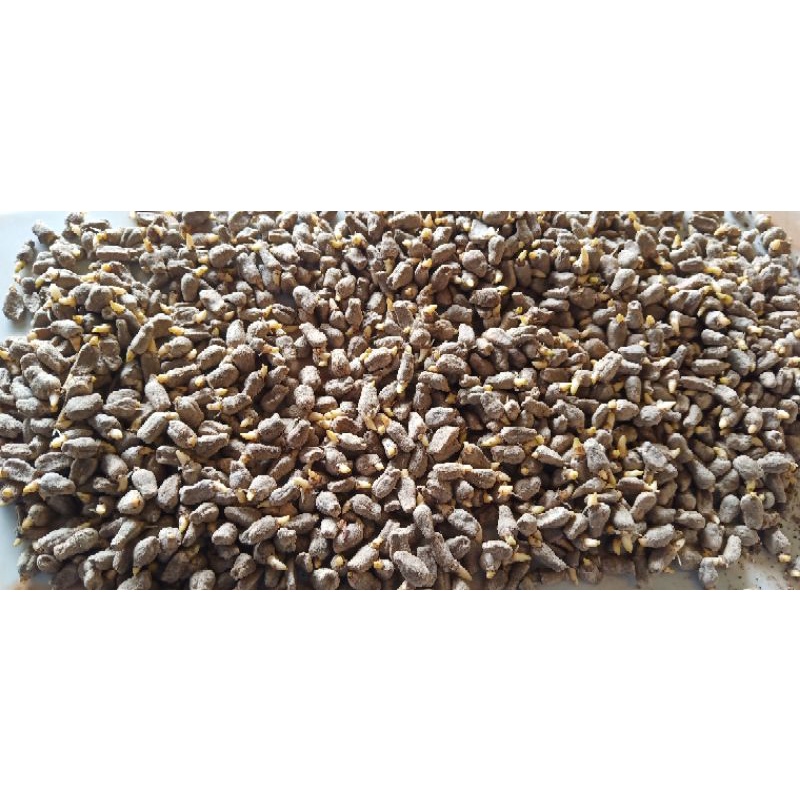 SEPORA GRADE ( A )bibit PORANG || BIBIT PORANG || SPORA || BUNGA SEPORA || PORANG