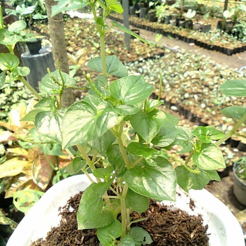 Pohon Sirih Cina / tumpangan Air obat herbal sirih cina / Tanaman Herbal