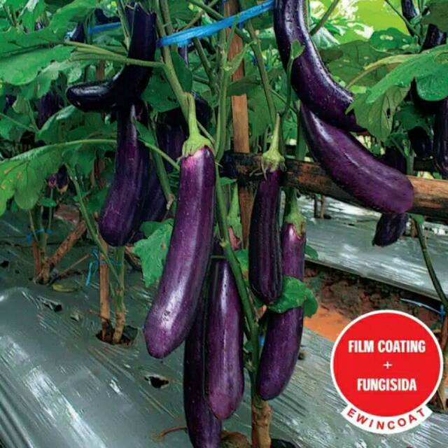 40 Benih Terong Ungu laguna F1 bibit tanaman sayur-sayuran terong