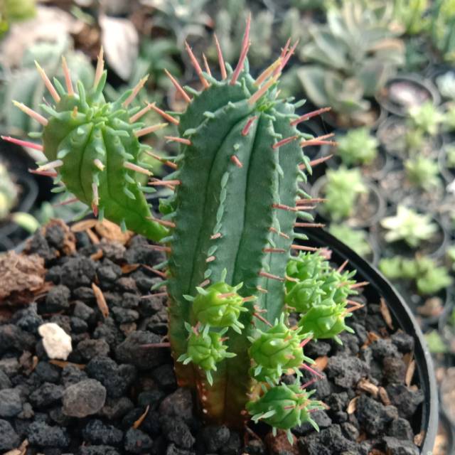 Kaktus euphorbia duri