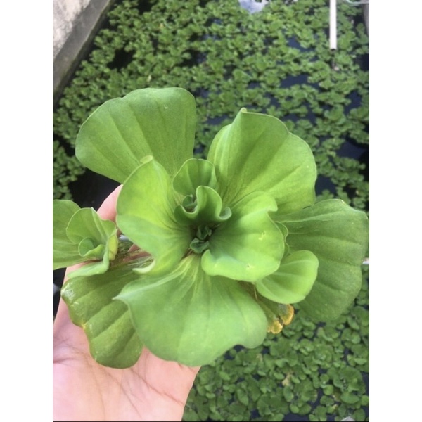 Tanaman Air bibit Apu Apu Besar Kayu apung Kapu Kapu aquascape