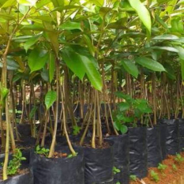 Bibit durian musangking kaki 3 okulasi