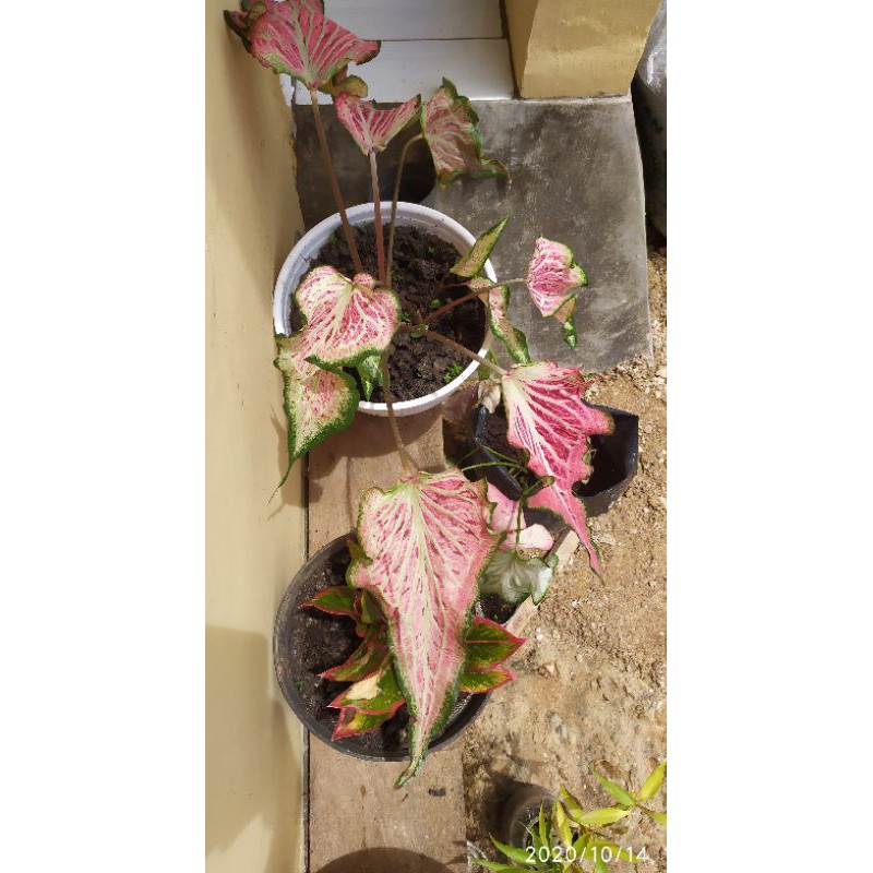 Keladi Pink Ratana/Keladi Wayang Kalimantan