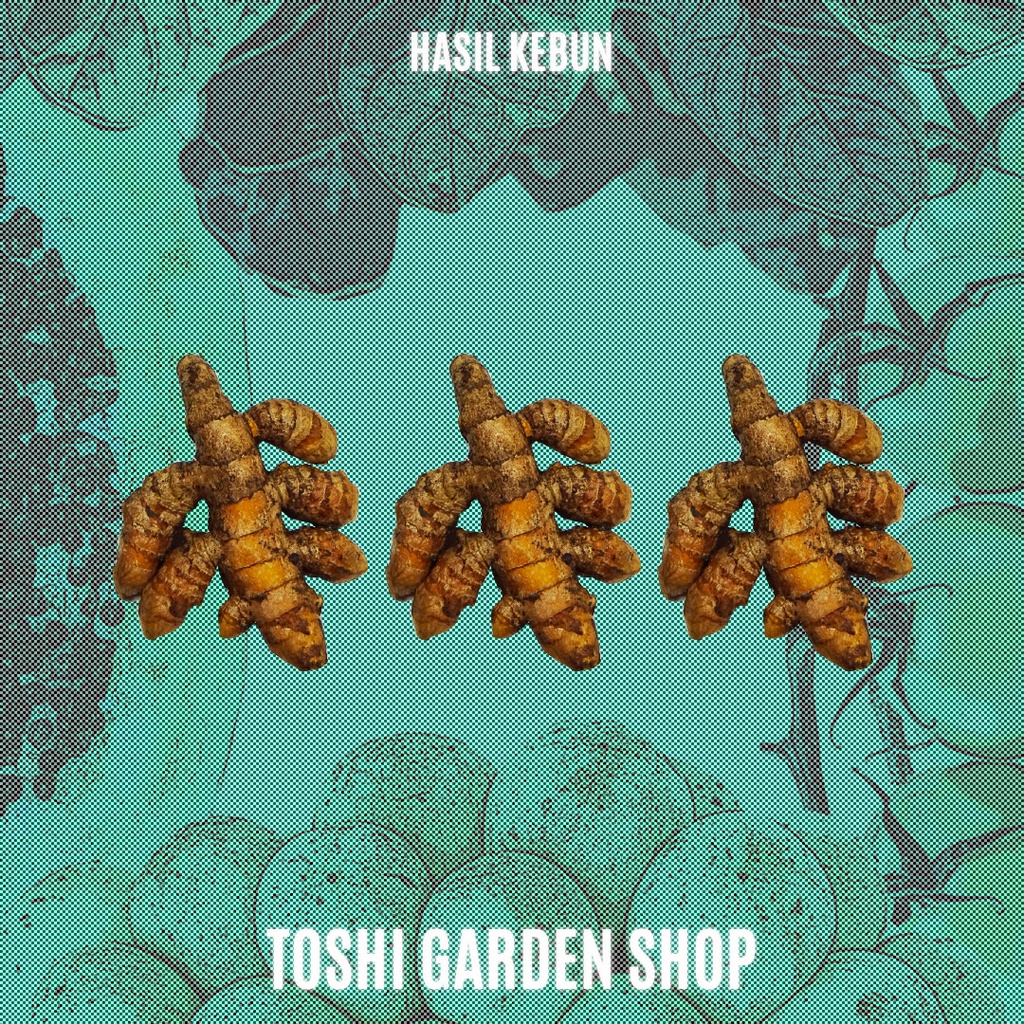 

KUNYIT 250 GR (HASIL KEBUN)