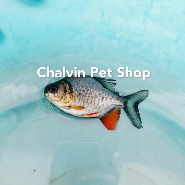 

Ikan Bawal