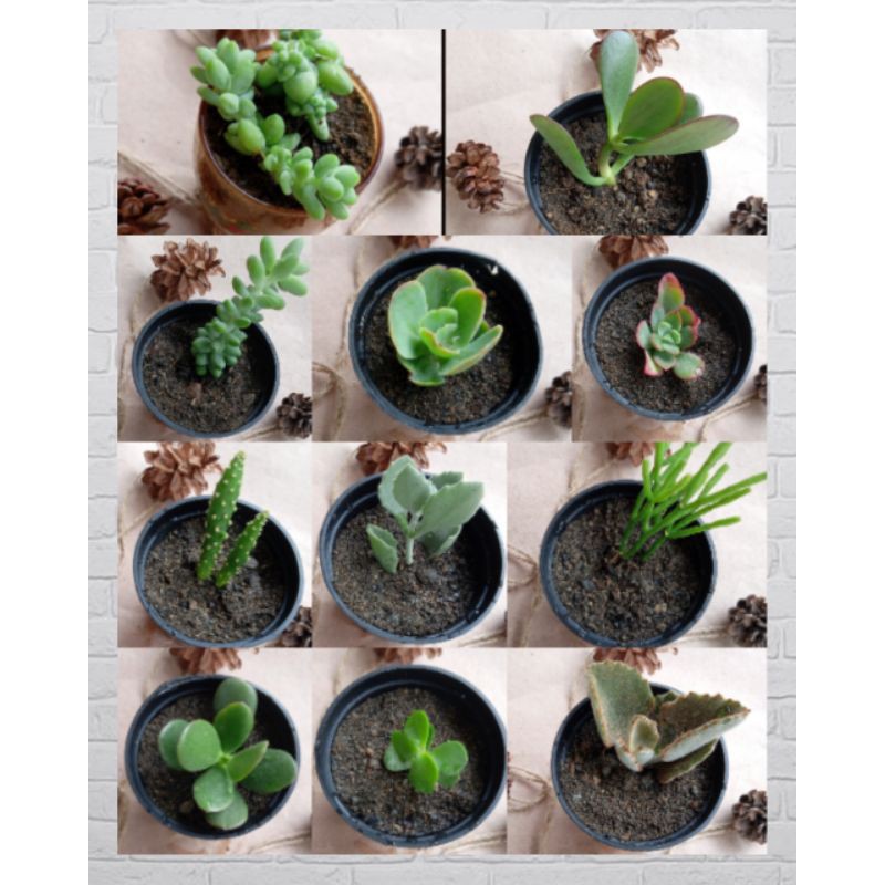 Kaktus dan Sukulen Mini (tinggal 2 jenis kaktus)