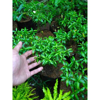 Jual pohon rombusa mini hijau | saberna hijau tanaman perdu | Shopee ...