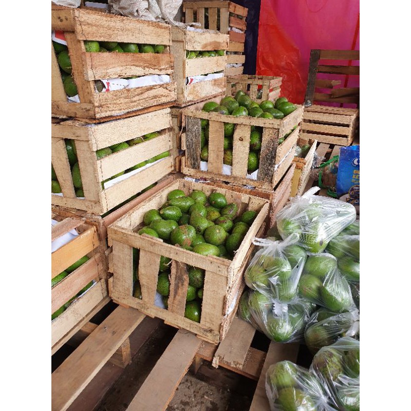 alpukat mentega bali