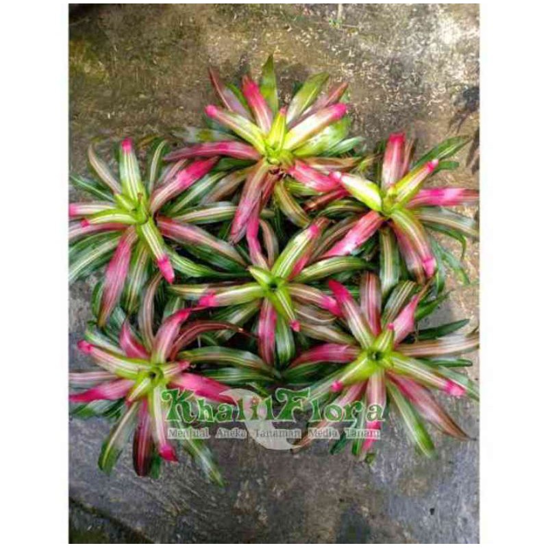 Tanaman Bromelia Cakwe / Bromelia Merah / Bromelia Pink