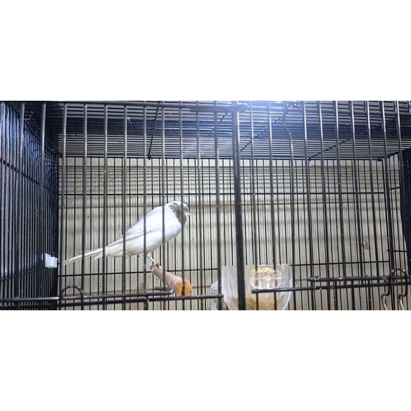 KENARI YORKSHIRE BETINA (02)