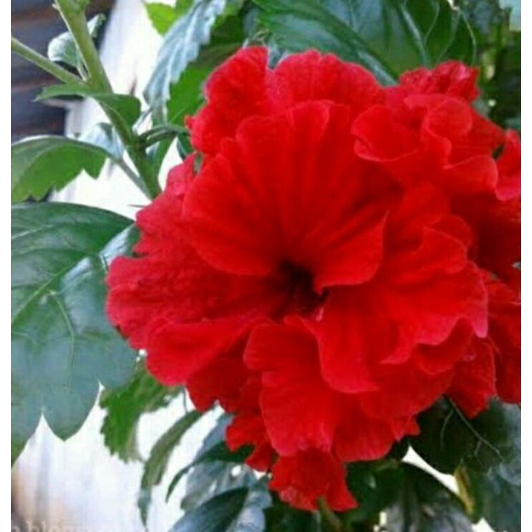 tanaman kembang sepatu bunga tumpuk