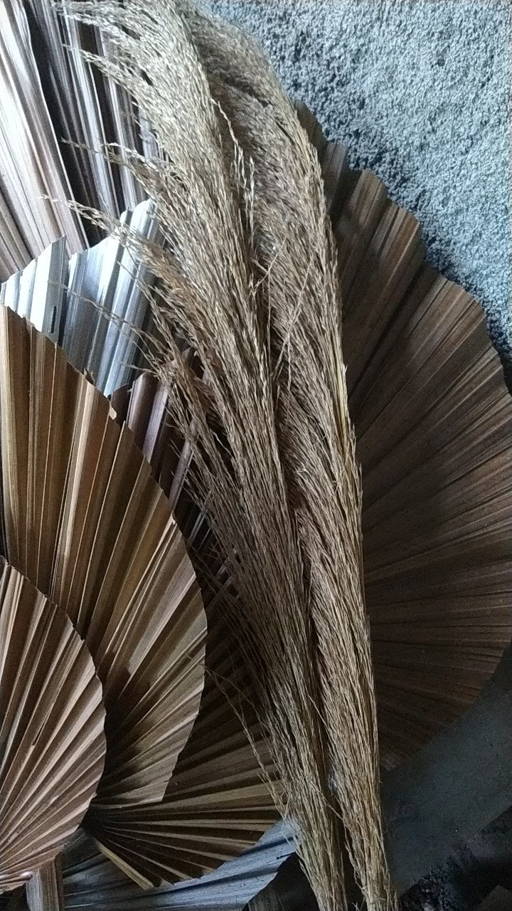 Pampas Putih Bulu Lebat