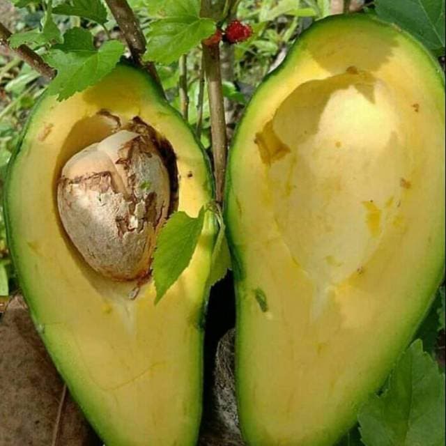 Bibit alpukat mentega super jumbo