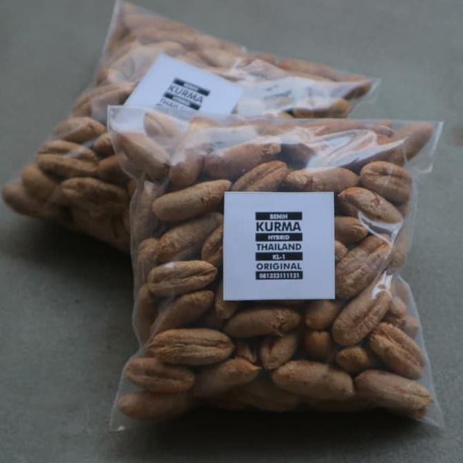 BIJI BENIH KURMA HYBRID TROPICAL KL-1 TROPIS HIBRIDA IMPOR THAILAND PRODUC