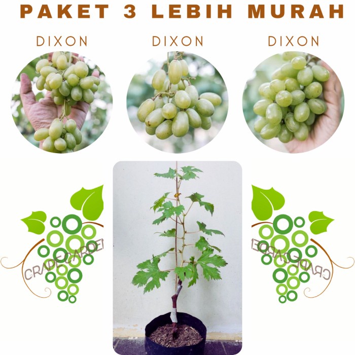Paket 3 Bibit Anggur Dixon Import Grafting