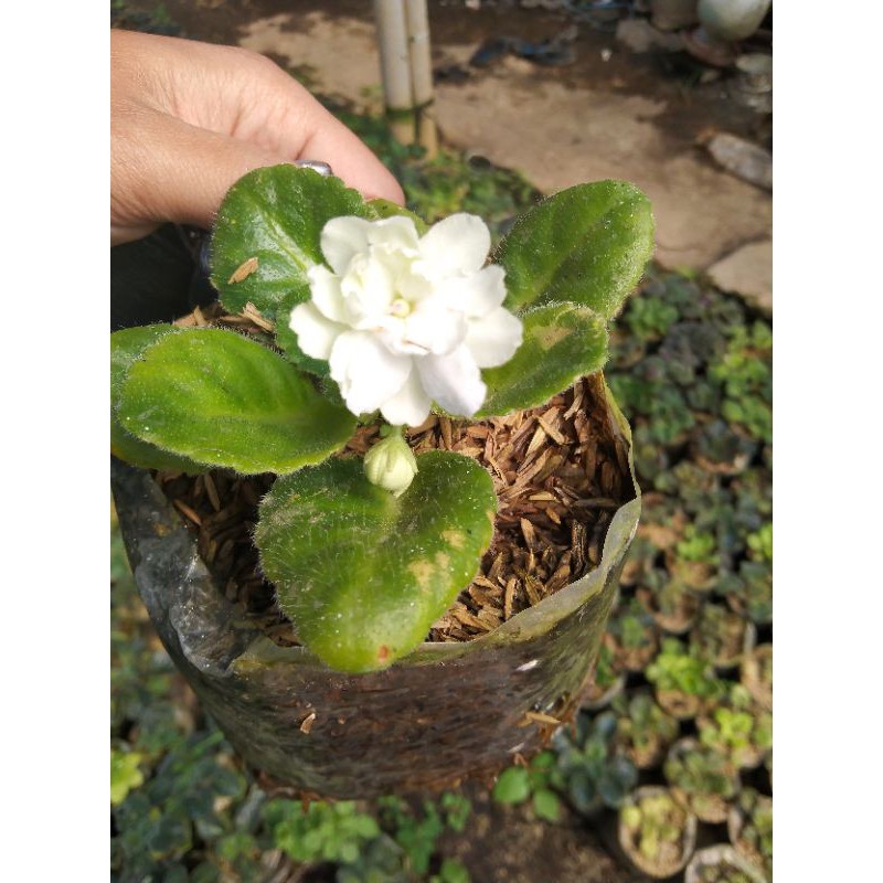 violces bunga putih/ African violet saintpaula ionantha