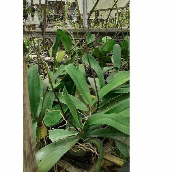 [🆙TERMURAH✔️] Anggrek Bulan Taiwan Premium Berbunga