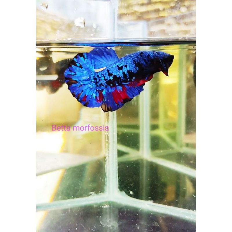 Cupang Avatar gordon TOP GRADE(INDUKAN)