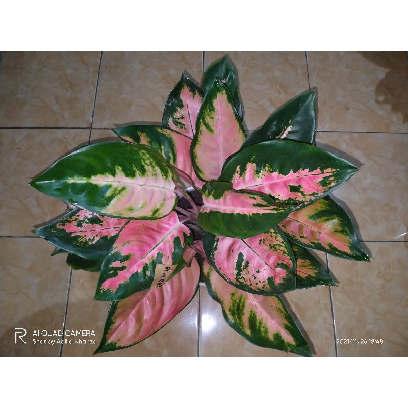Aglonema Kocin Pink Rumpunan
