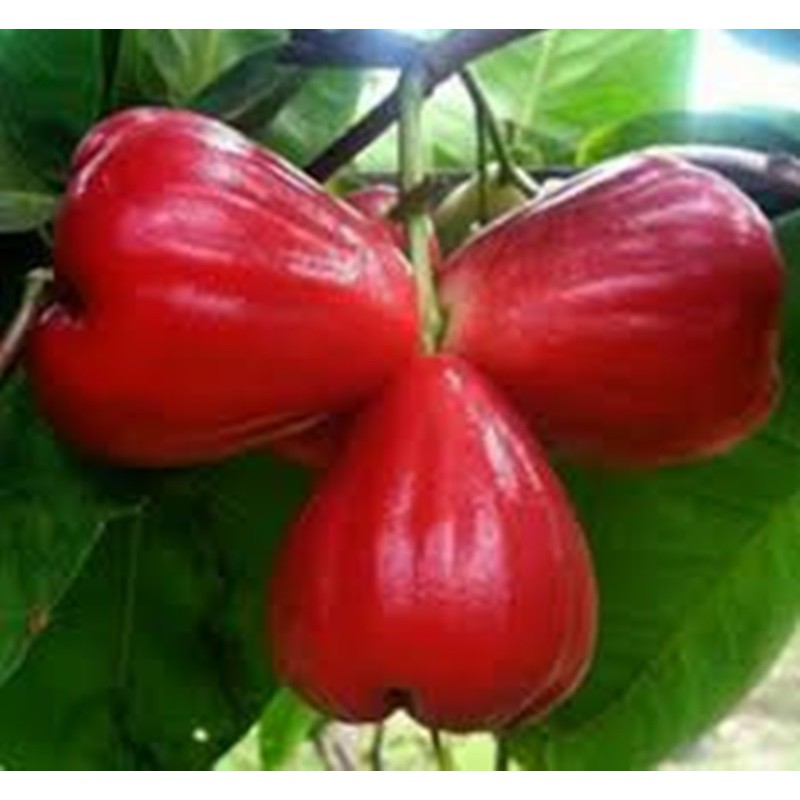 Bibit Jambu Air Red Taiwan | Shopee 