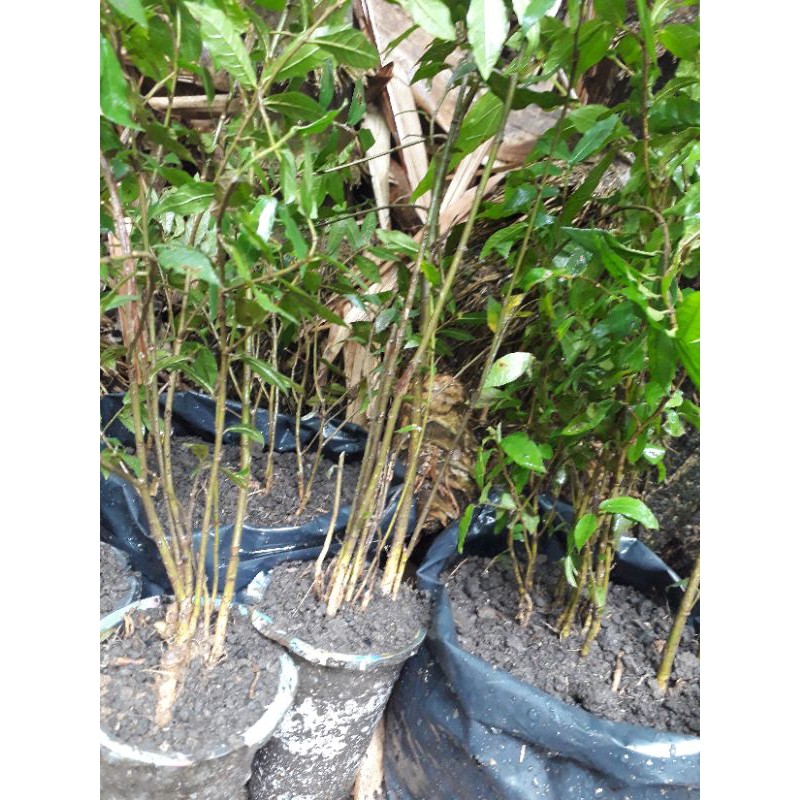 Bibit bonsai mini pohon serut ( isi 5-6 btang )