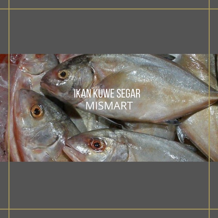 

IKAN KUWE SEGAR - 1000-1100gr - 1000-1100gr