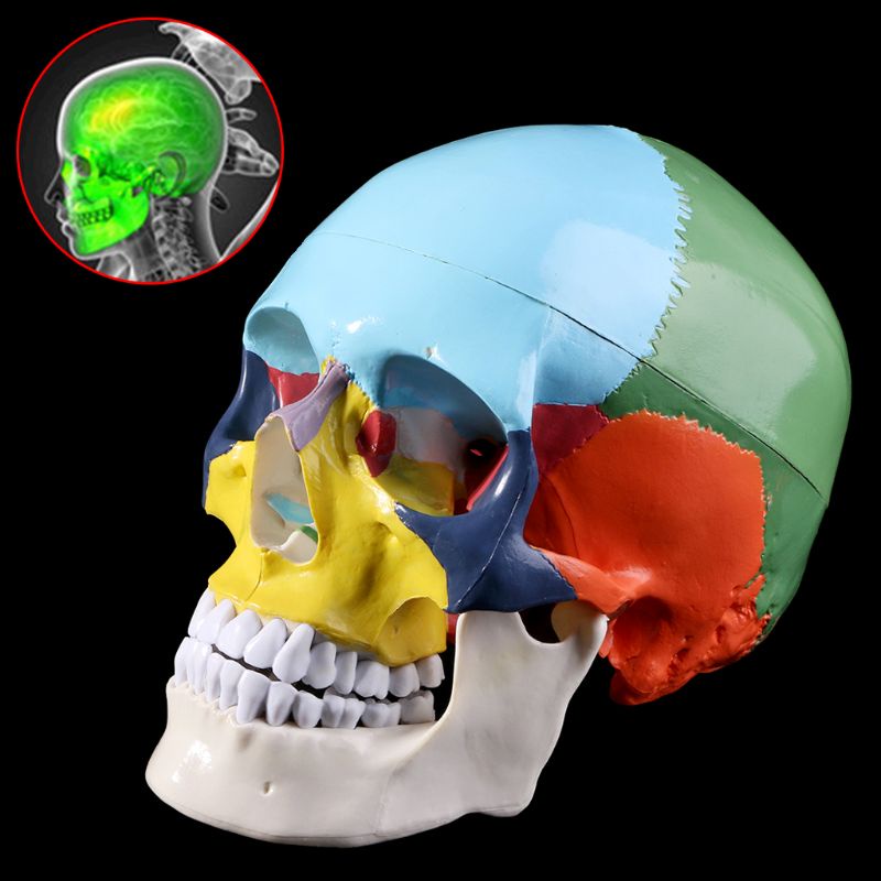 Mary Life Size Colorful Human Skull Model Anatomi Anatomi Anatomi Ngajar Medis Skeleto