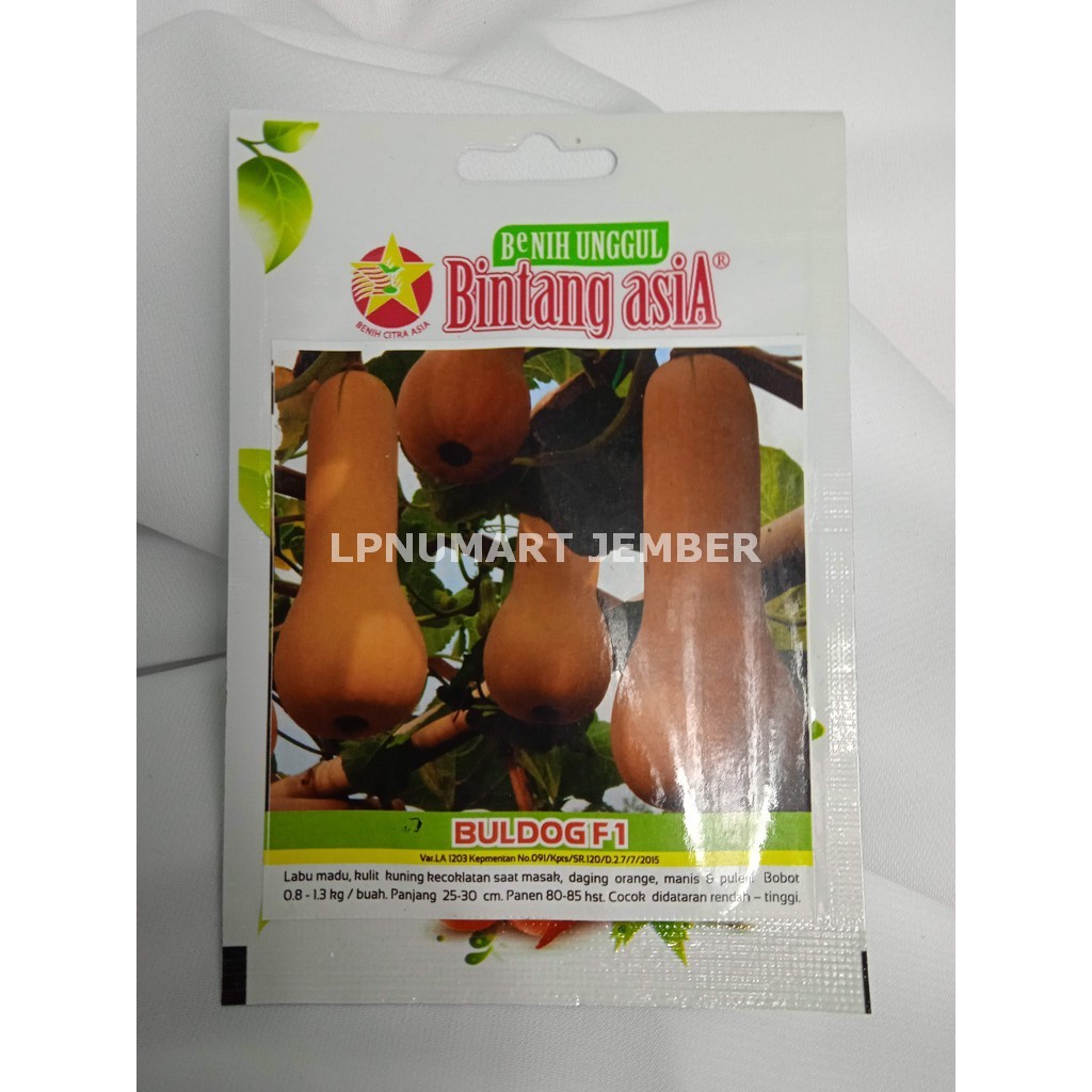 

Bibit Labu Madu/Butternut Squash Hibrida BULDOG F1