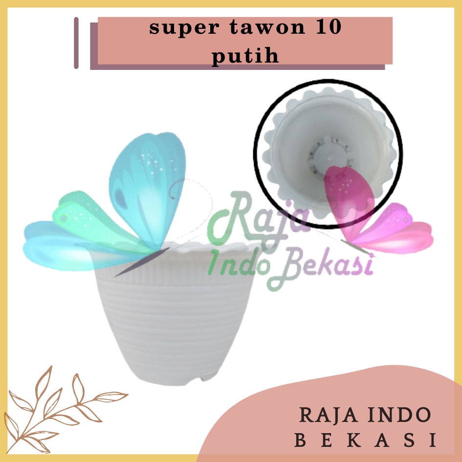 Pot Tawon Dahlia Super Tawon 10 Garden Of Love Pot Tawon Putih Pot Kaktus cactus Mini Minimalis Lucu Murah