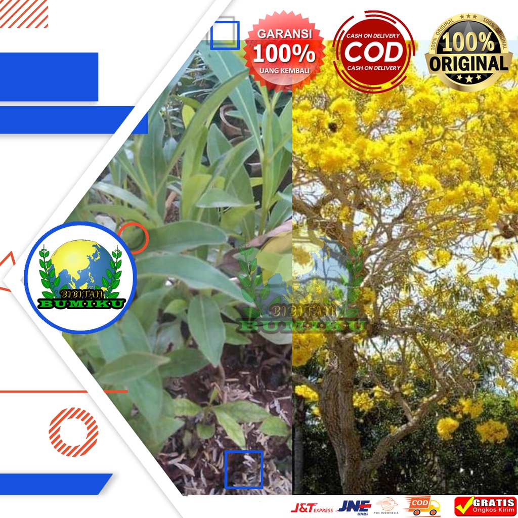 Bibit Bunga Sakura Tabebuya Kuning (ORIGINAL)