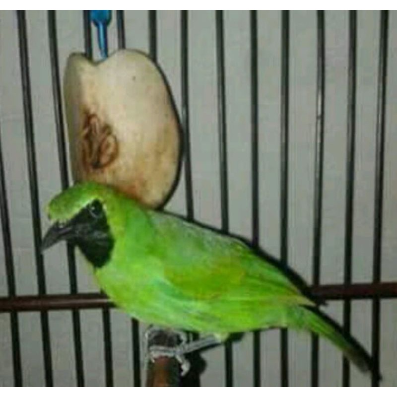 66 Gambar Burung Ijo Mini HD Terbaik