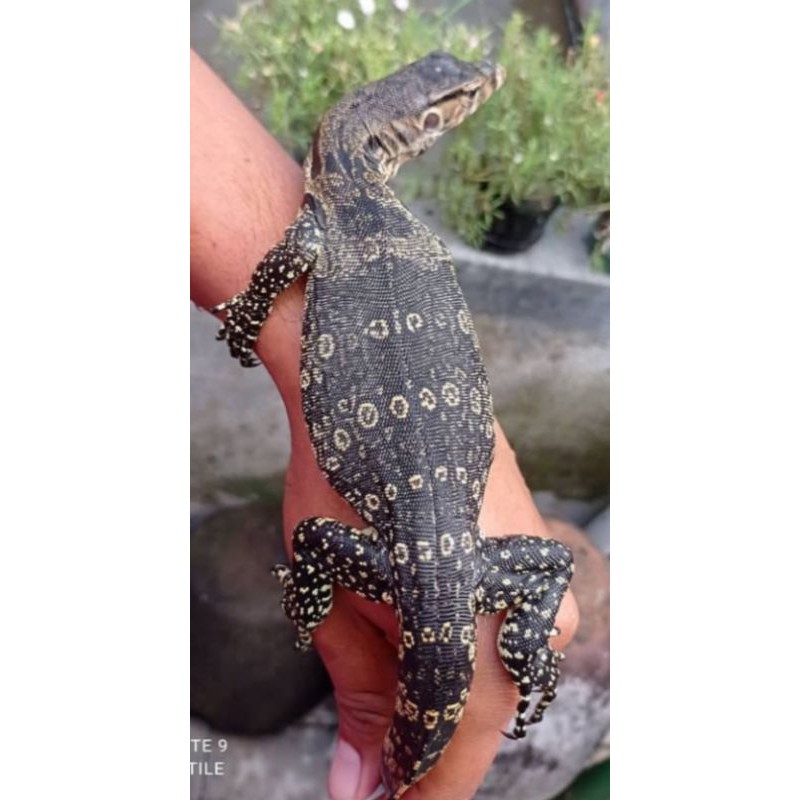 VARANUS SALVATOR ( JUVE )
