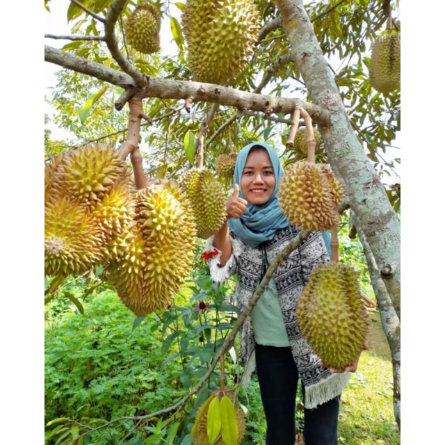 Bibit Durian Tembaga Super Manis